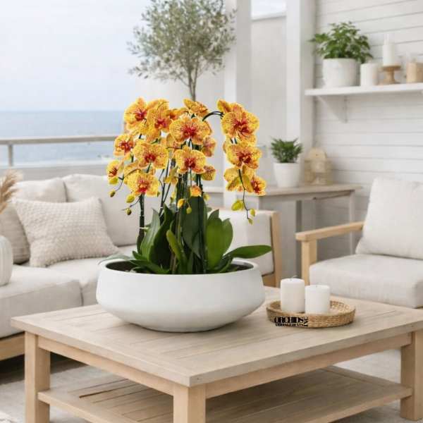 Yellow orchids arranged in a white bowl on a coffee table