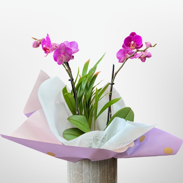Orchid plant lovers