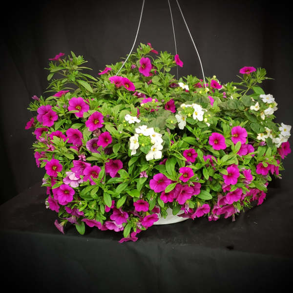 Hanging basket of pink and white petunia flowers