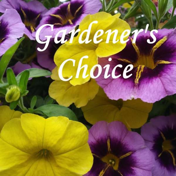 Close-up of purple and yellow pansy flowers with the words "Gardener's Choice"