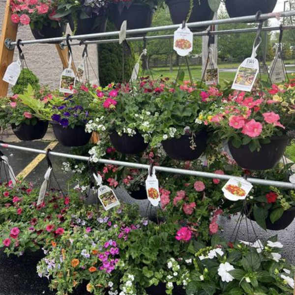 Rows of hanging flower baskets with pink, purple, and white blooms