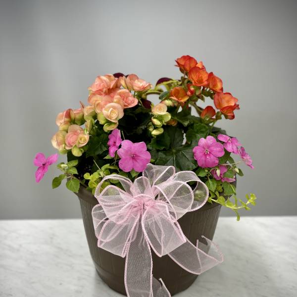 Mother's Day - Medium Long Lasting Pot