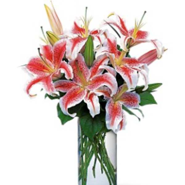 Gorgeous Gazers
