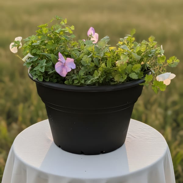 Herb and Pansy Porch Pot