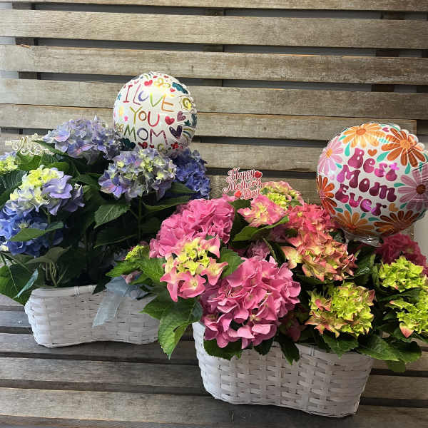 Hydrangea blooming basket ( pink or blue)