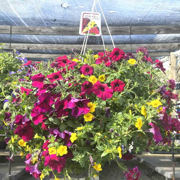 Hanging basket of magenta and yellow petunias