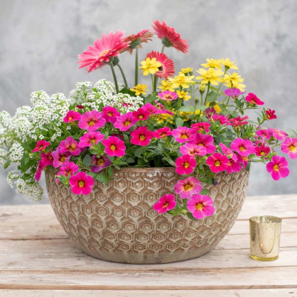 Low Patio Pot