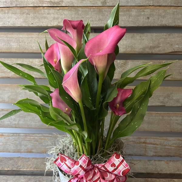 Pink calla lilies in a heart-decorated pot with a ribbon bow