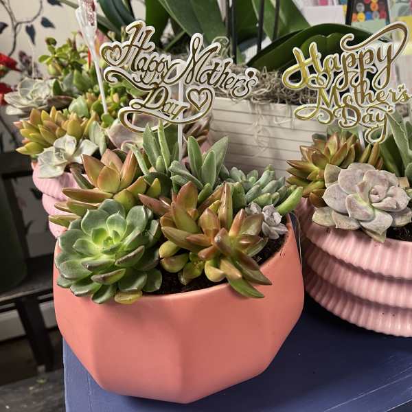 Pink succulent garden