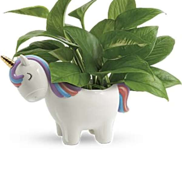 Teleflora's Peaceful Unicorn Pothos Plant