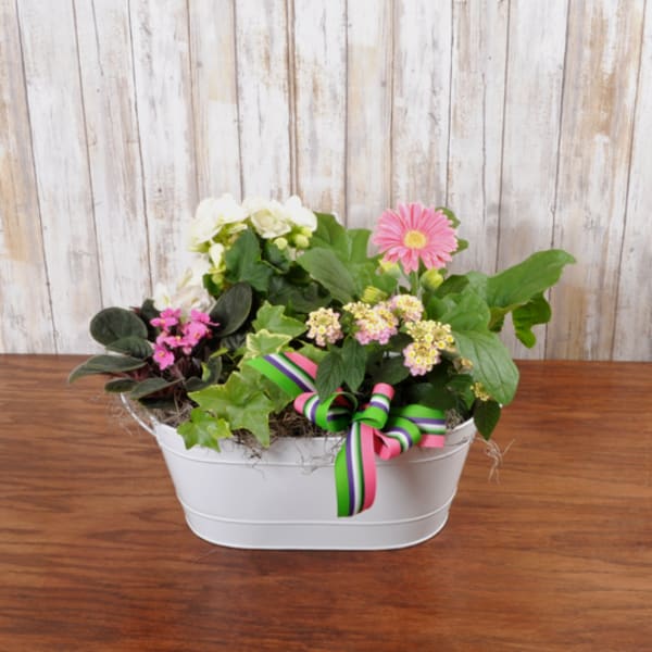 Mixed flowering plants in a white oval container with a striped ribbon bow