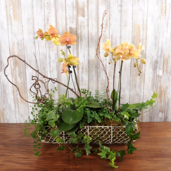 Long planter with yellow orchids and trailing ivy in a decorative wire container.