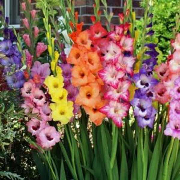 Colorful gladiolus flowers in a garden display
