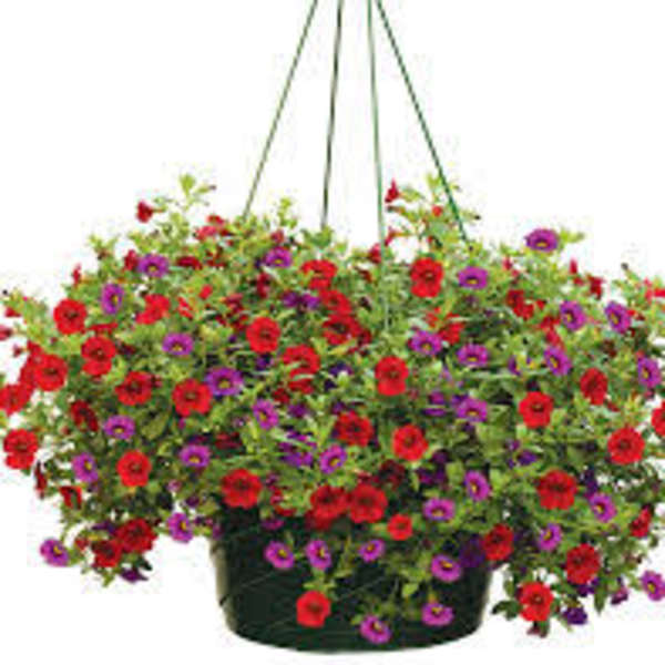 Hanging basket of red and purple flowers in a dark container