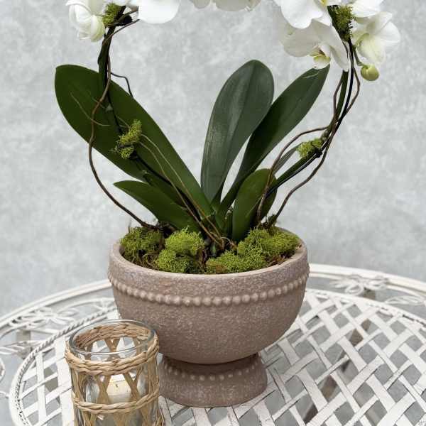 Large Infinity Orchid
