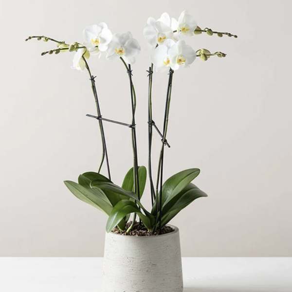 4 Stem Orchid