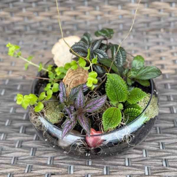 Low Terrarium