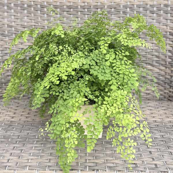 Maiden Hair Fern