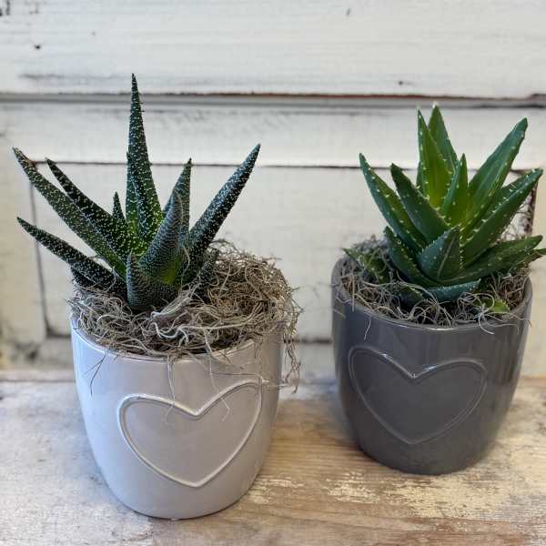 Two small potted succulents in heart-decorated ceramic pots