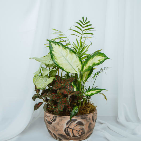 Ceramic Dish Garden 8in