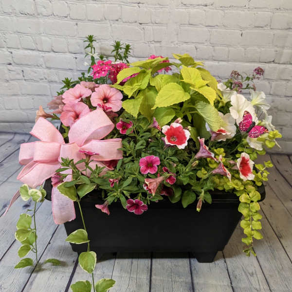 Mixed flowering planter in a black container with a pink ribbon bow
