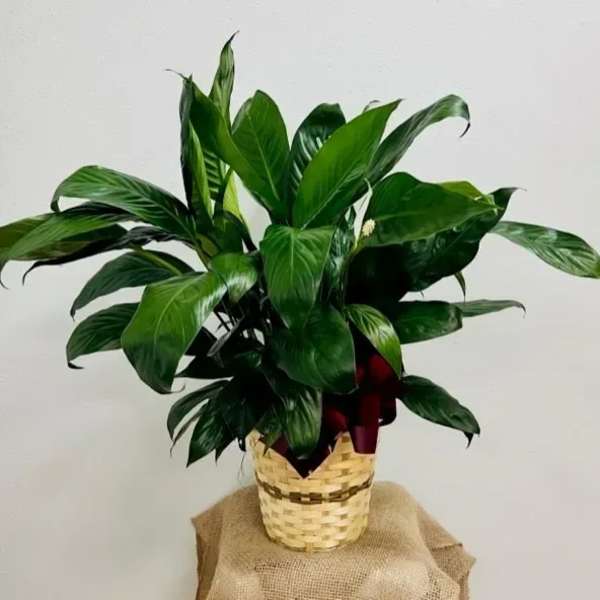 Potted green houseplant in a woven basket