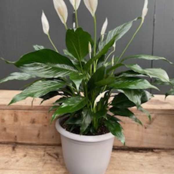 6" Peace Lily