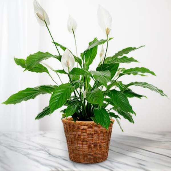 White peace lilies in a woven basket planter