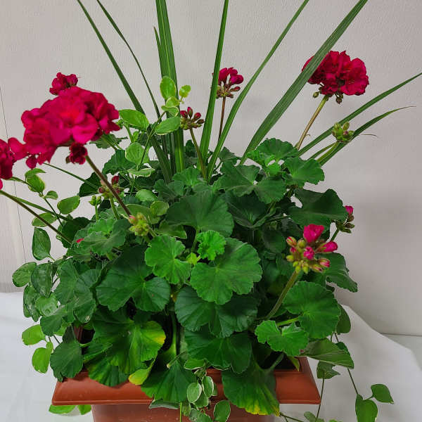 Potted geranium plant with bright pink blooms and long grass-like leaves
