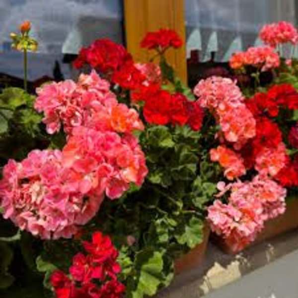 Potted geraniums with clusters of pink and red blooms