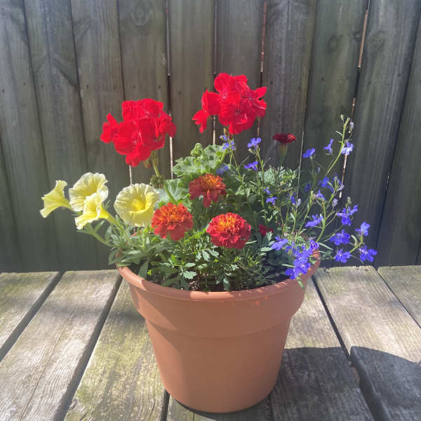 Potted mixed flowers with red, yellow, and blue blooms