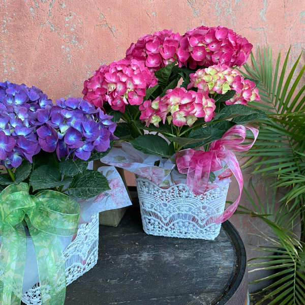Purple and pink potted hydrangea plants in white lace containers with ribbon bows