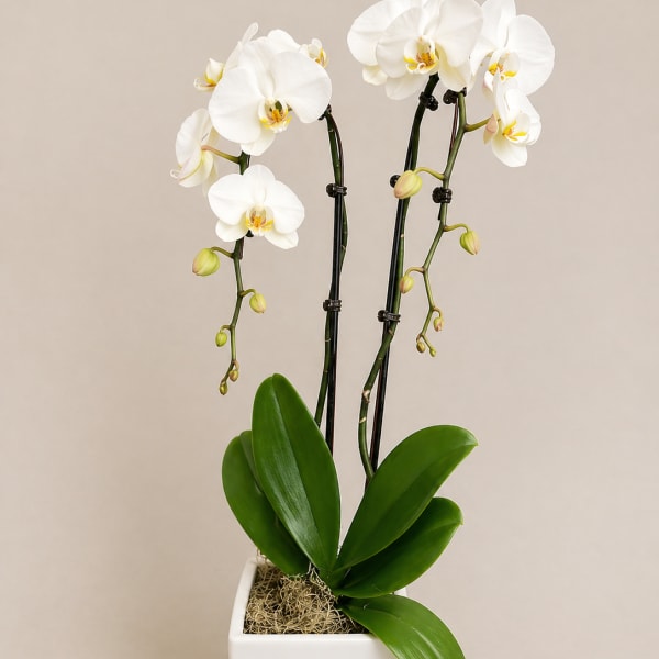 Double Stem Orchid