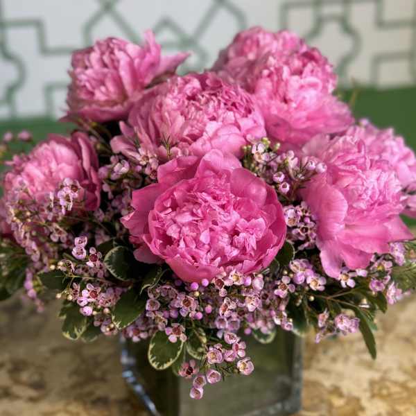 Pink peonies arranged in a square glass vase