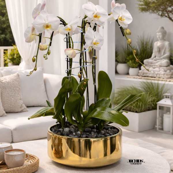 White orchids in a gold planter on a round table