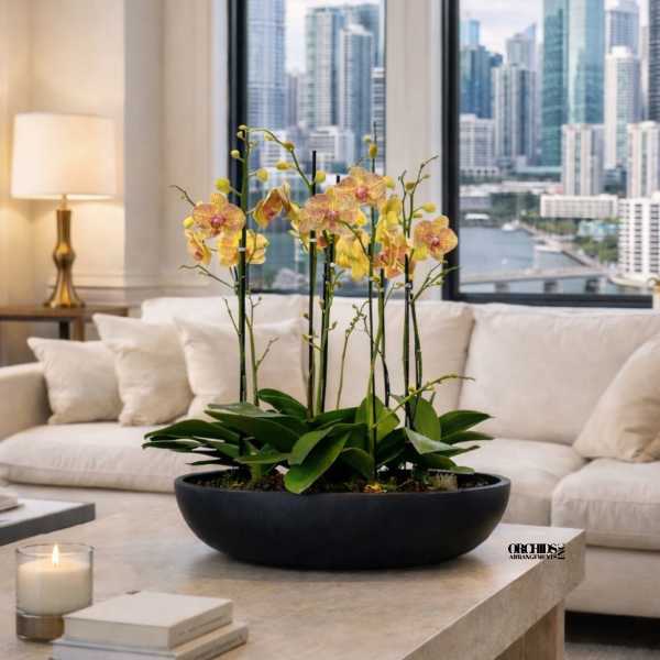 Potted orchid arrangement in a black bowl on a coffee table