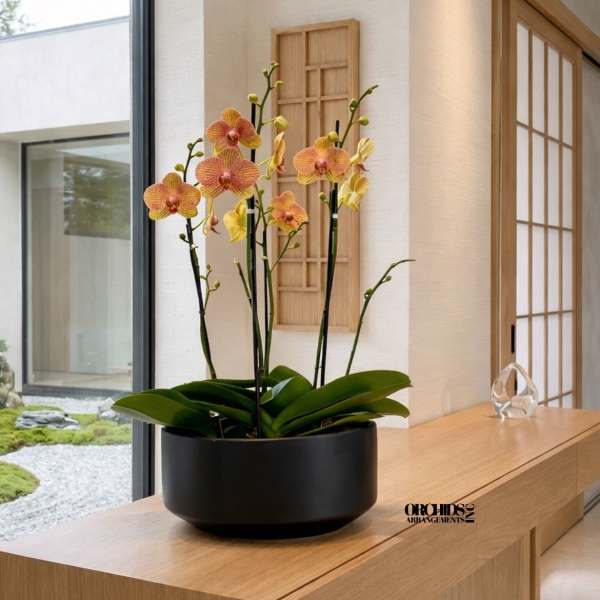 Potted orchids in a black bowl on a wooden table