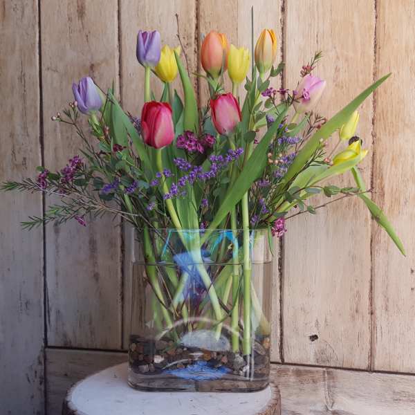 Tulip Beauty