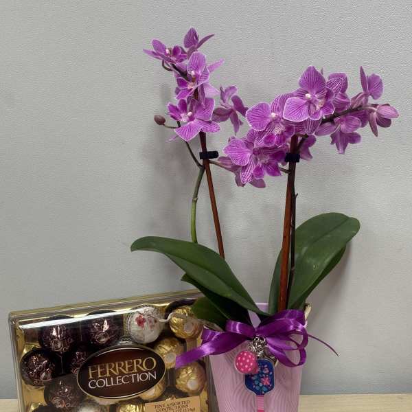 Pickelball Orchid & Chocolates
