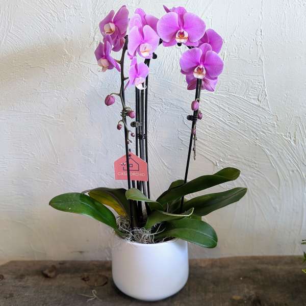 Pink orchid plant in a white pot