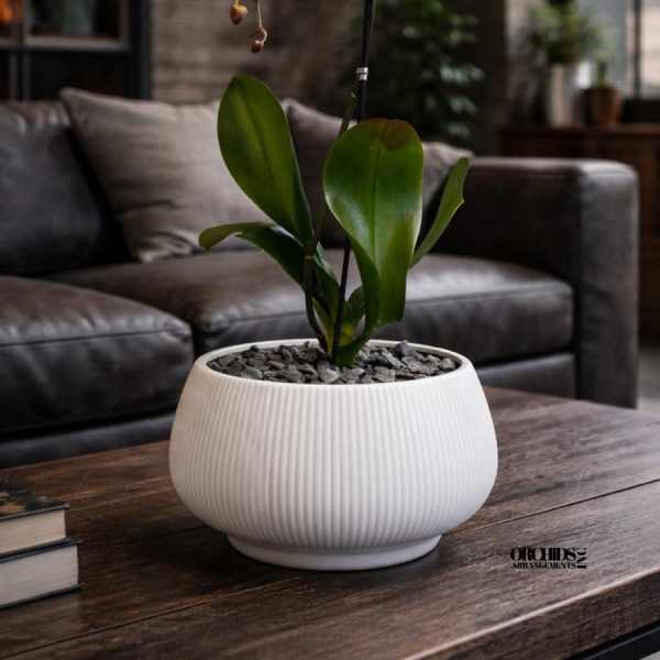 Opulent Orchid Miami