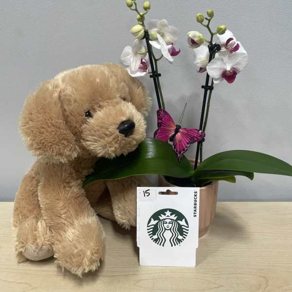Potted orchid with a teddy bear and Starbucks gift card
