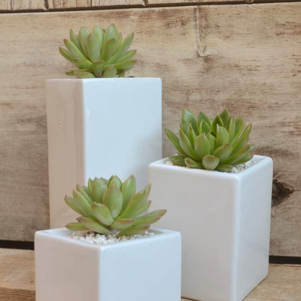 Contemporary succulent plants