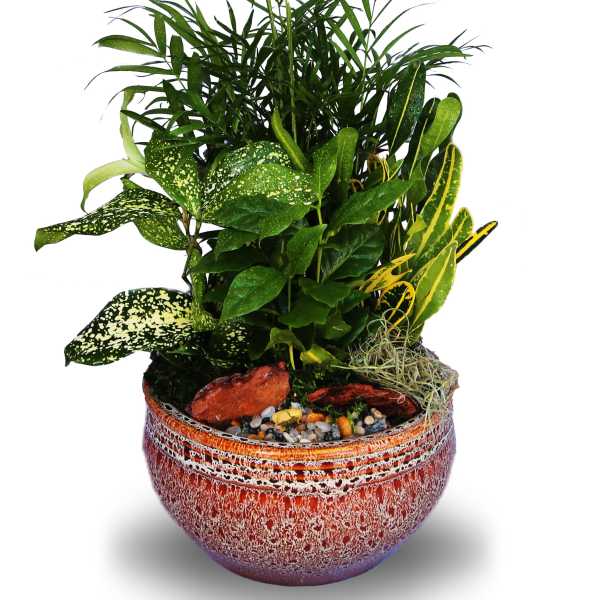 Potted dish garden of assorted green houseplants in a textured red ceramic bowl