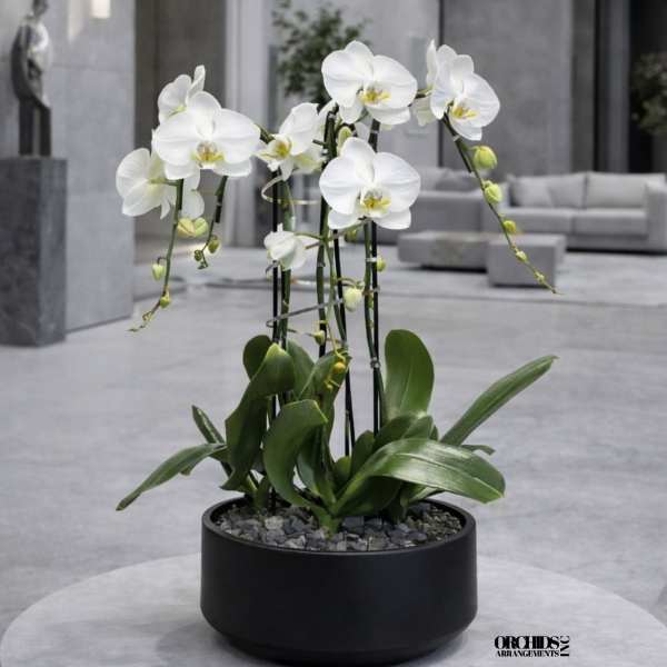White orchids in a black round planter on a table
