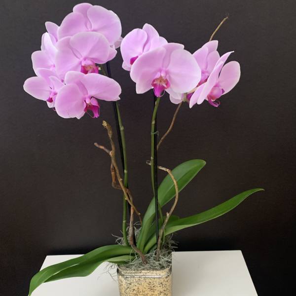 Pink Beauty
