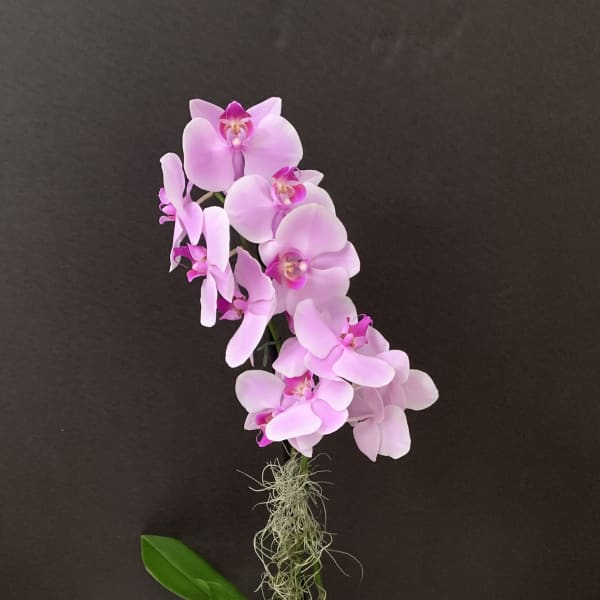 Mama’s Orchids
