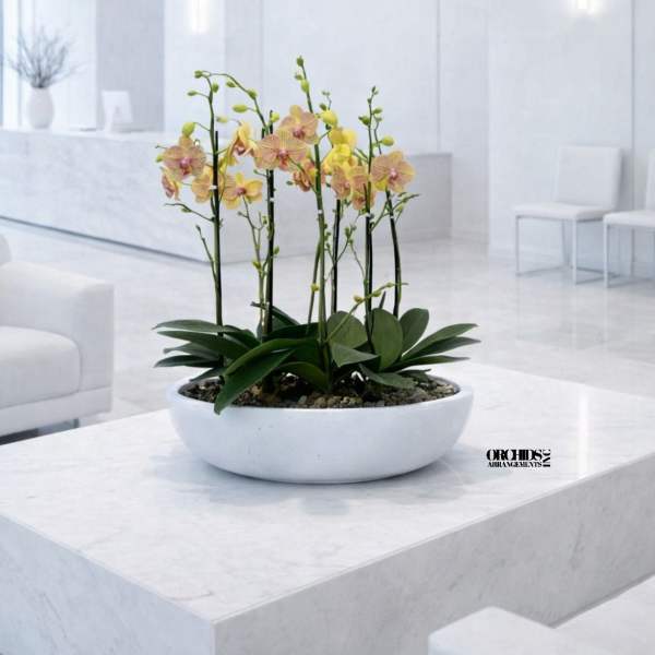 Potted yellow orchids in a white bowl planter