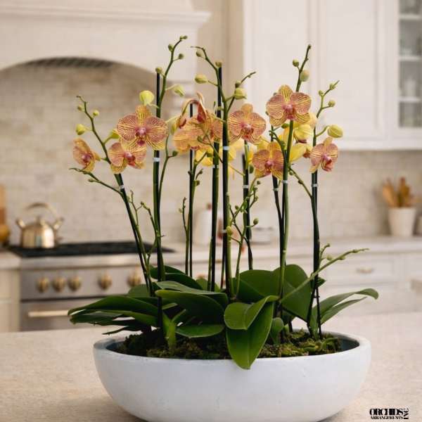 Potted orchid arrangement with pink and yellow blooms in a white bowl planter