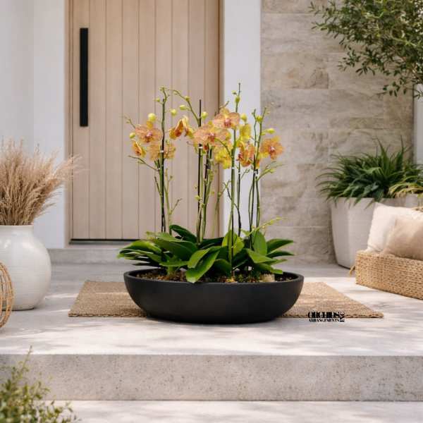 Potted orchid arrangement in a low black bowl on a porch